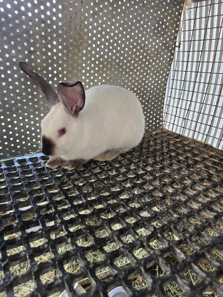 Californian rabbit