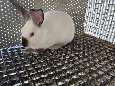 Californian rabbit