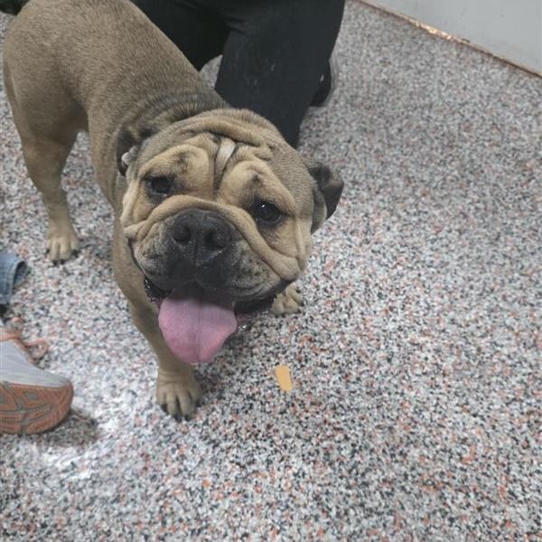 Hello my name is Lavender