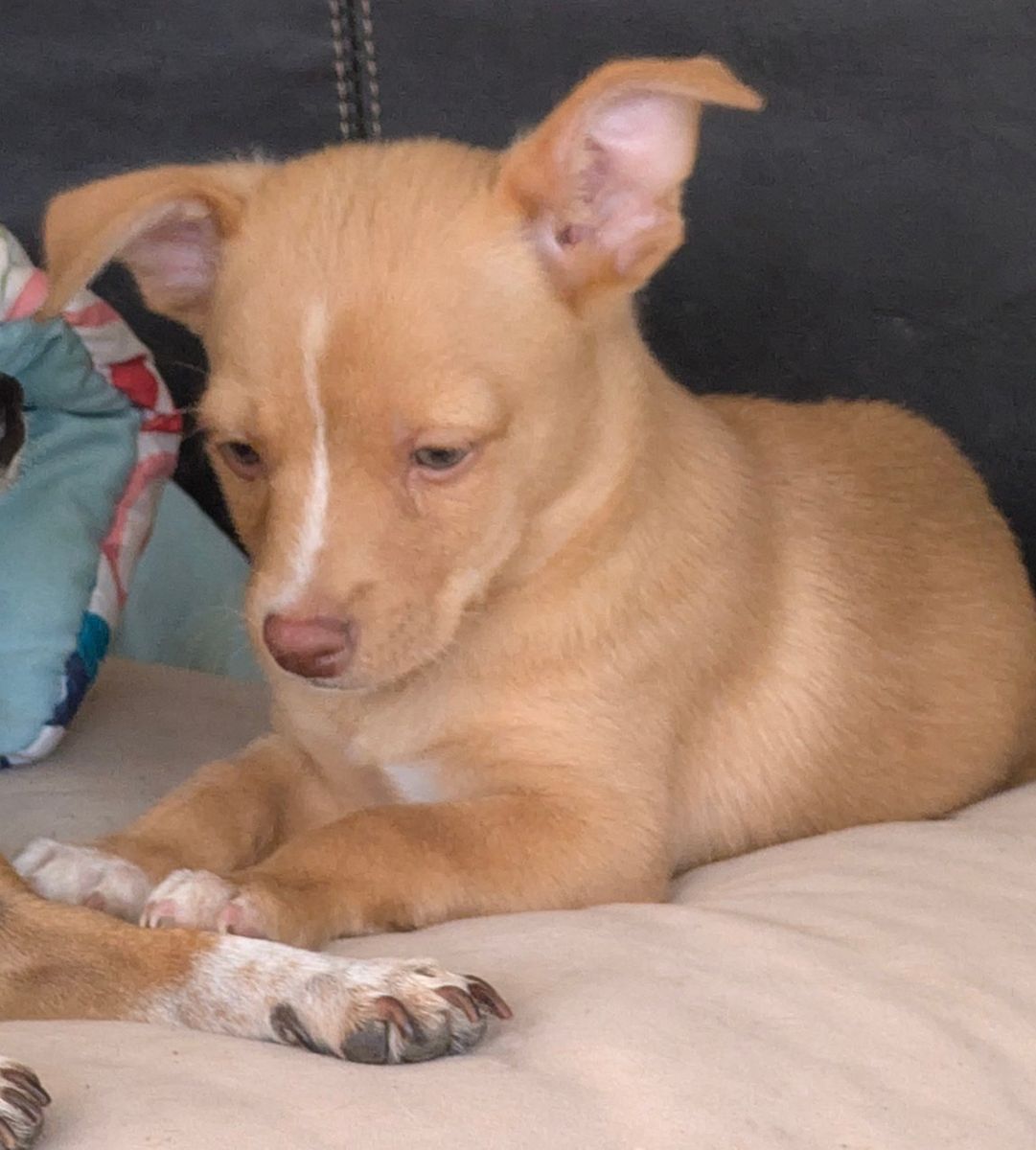 Adorable 1st Born Male Mixed Breed Chihuahua Puppy - Ready for a Loving Home!