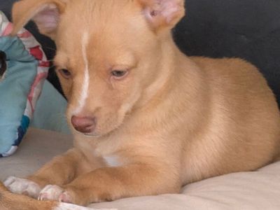 Adorable 1st Born Male Mixed Breed Chihuahua Puppy - Ready for a Loving Home!