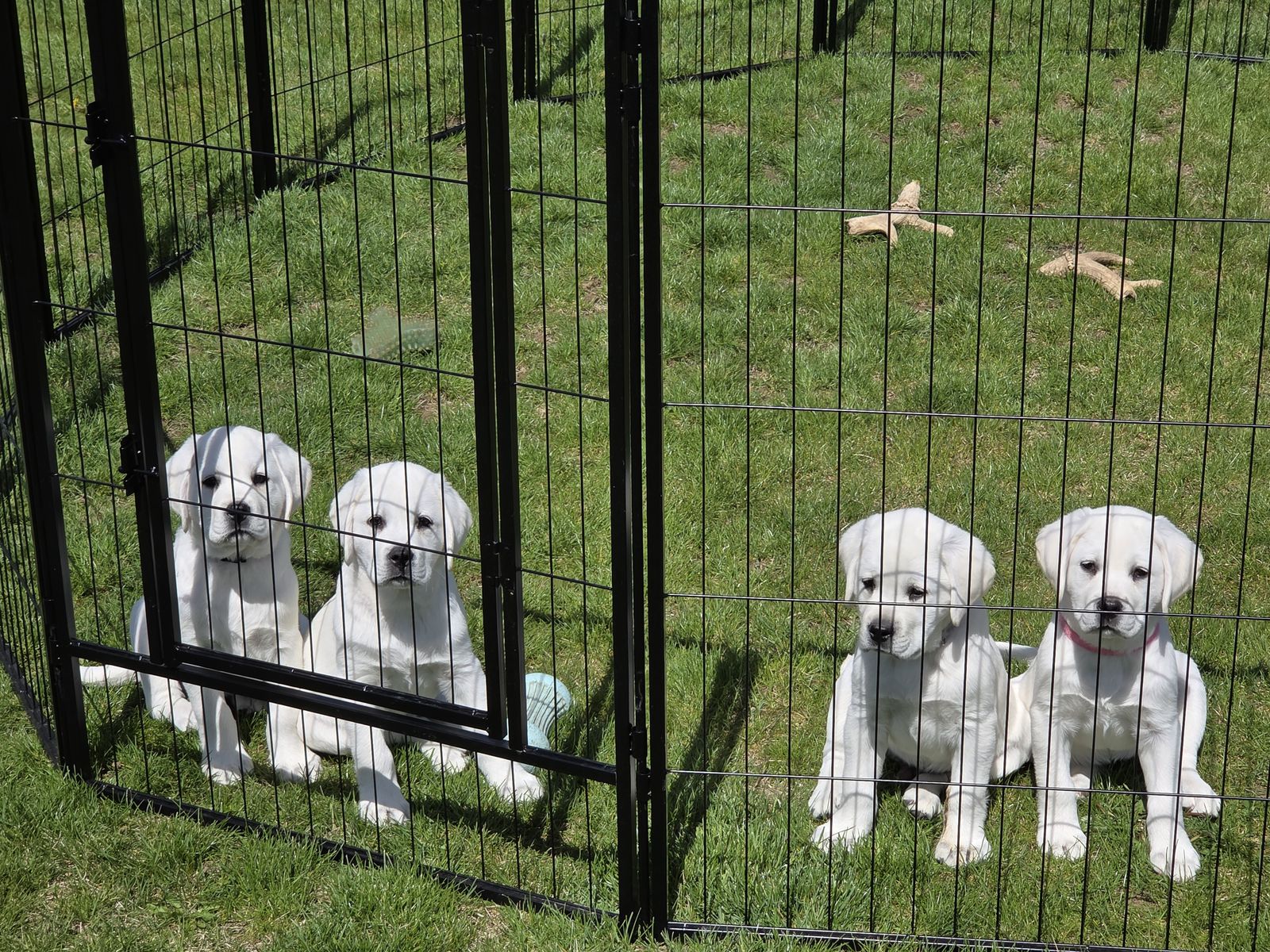 AKC English Labrador Puppies
