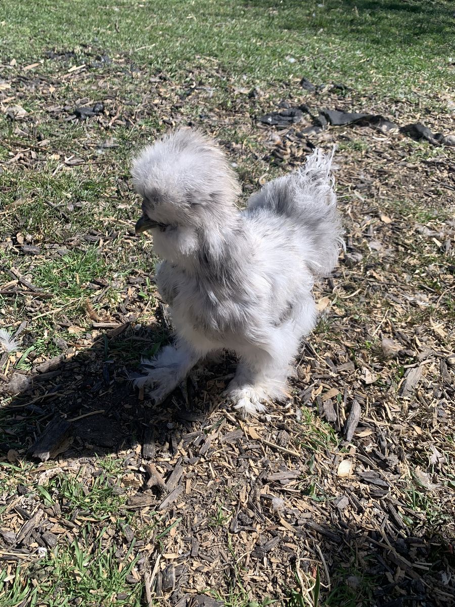 Silkie Rooster