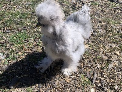 Silkie Rooster