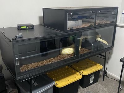 Reptile Enclosures Cages Supplies Thermostat