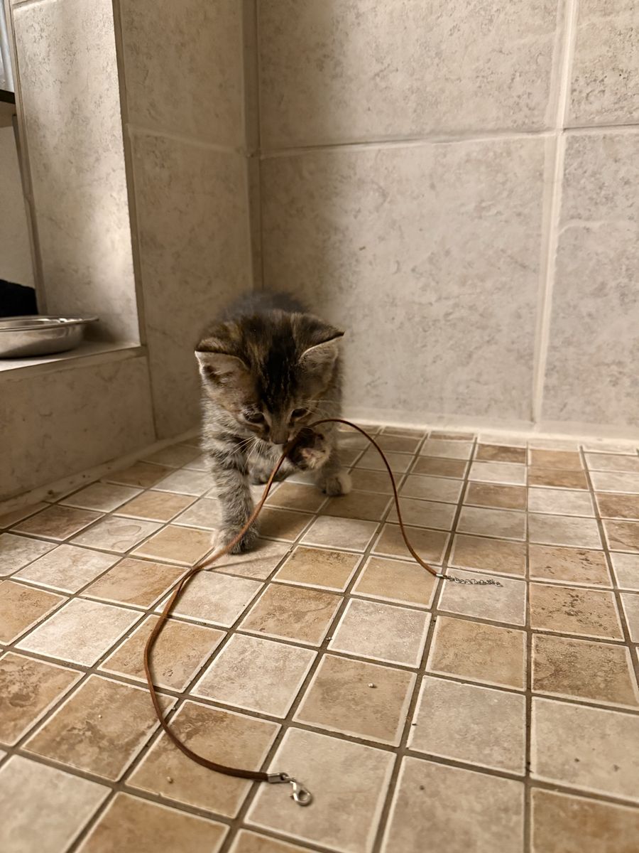 kitten