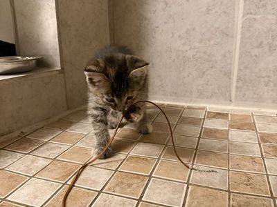 kitten