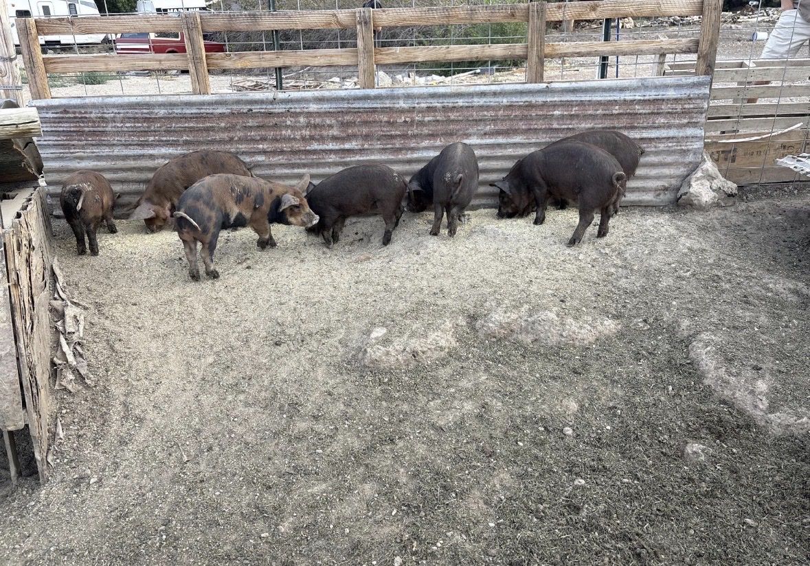 Piglets