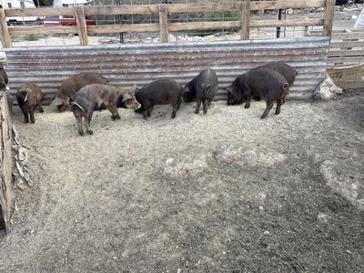 Piglets