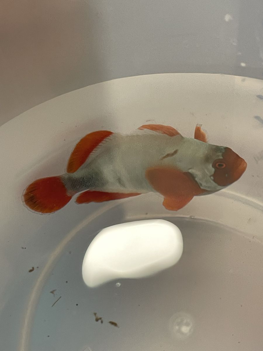 Gold nugget clownfish