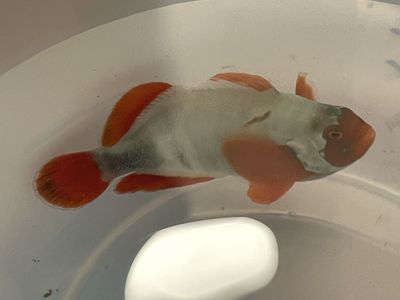 Gold nugget clownfish