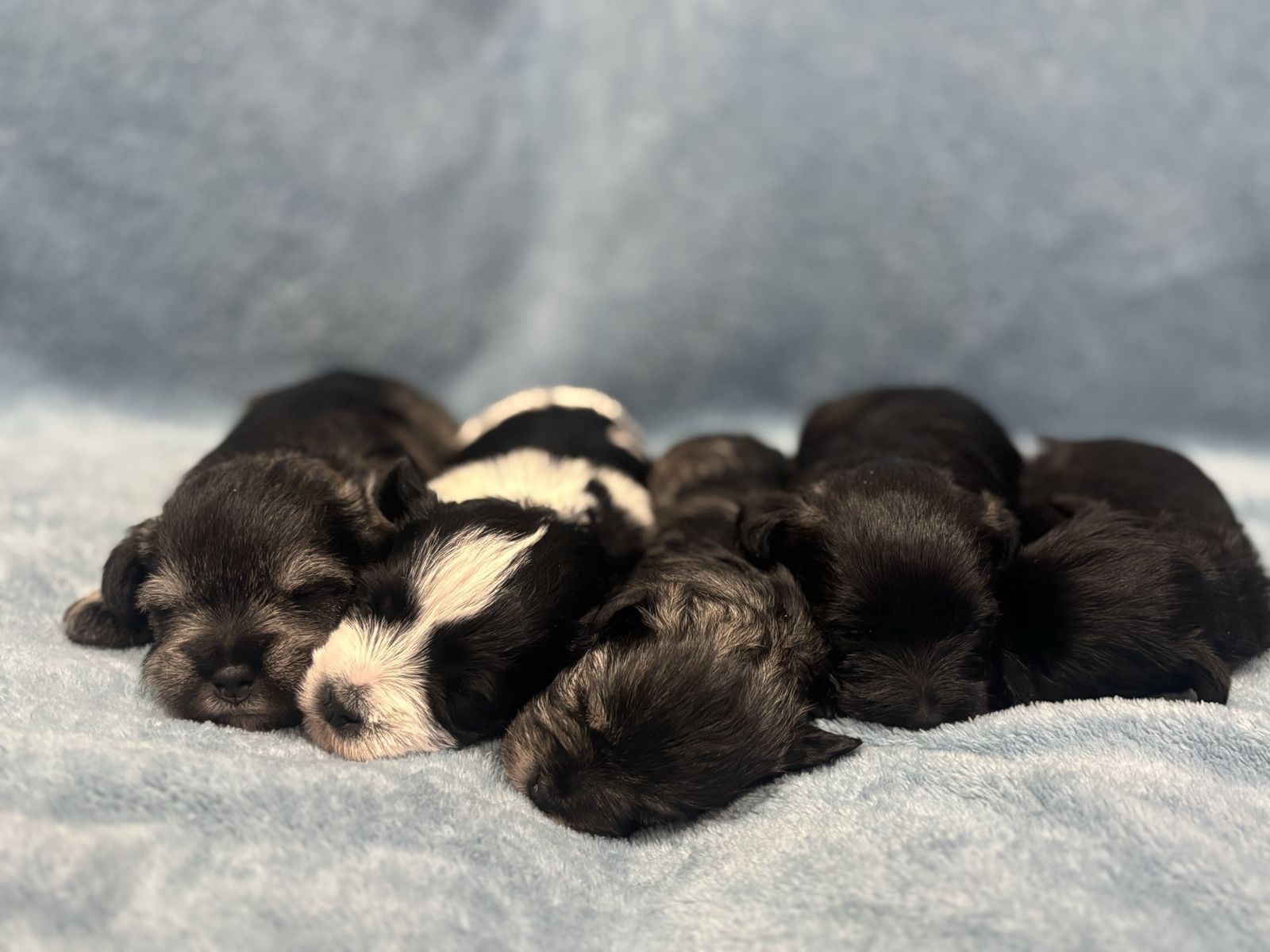 AKC Miniature Schnauzers