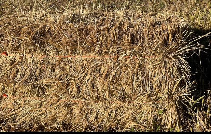 Grass hay