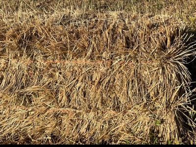 Grass hay