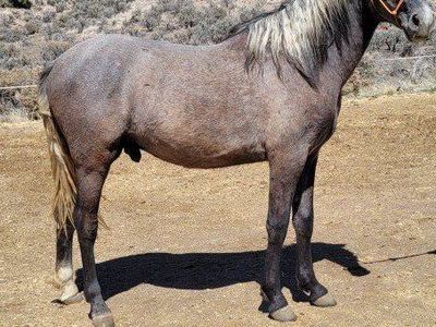 2 year old papered pure Andalusian stud colt