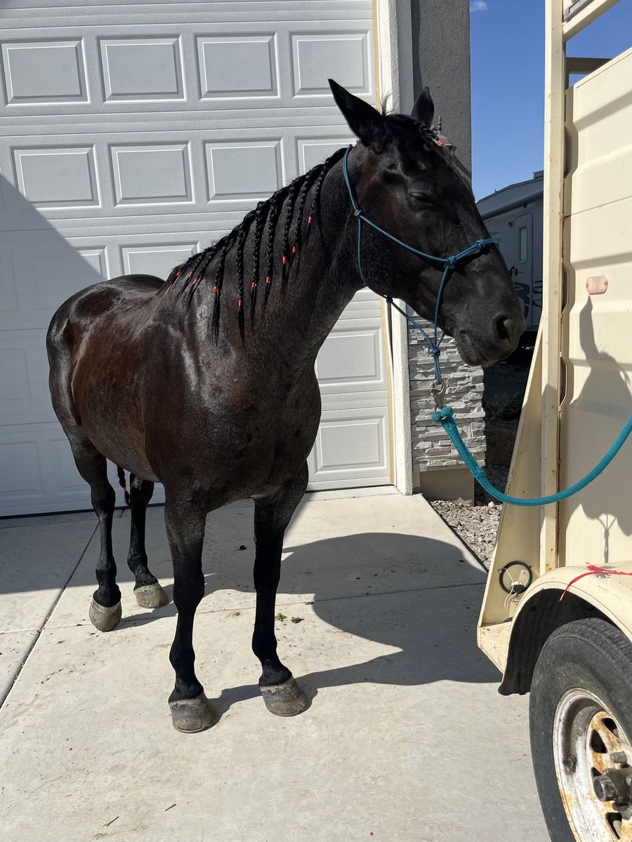 AQHA Hancock gelding