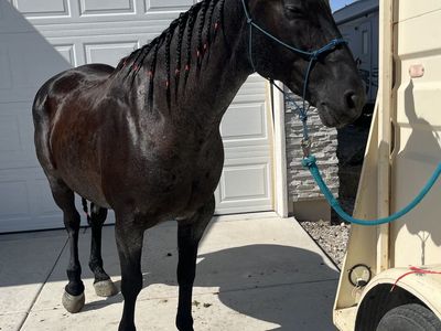 AQHA Hancock gelding
