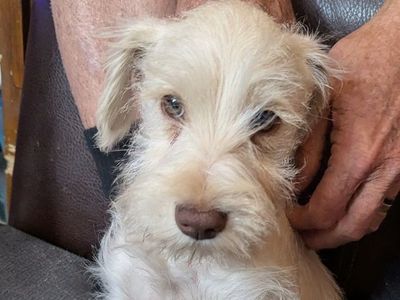 AKC White Mini Schnauzer Male Puppies