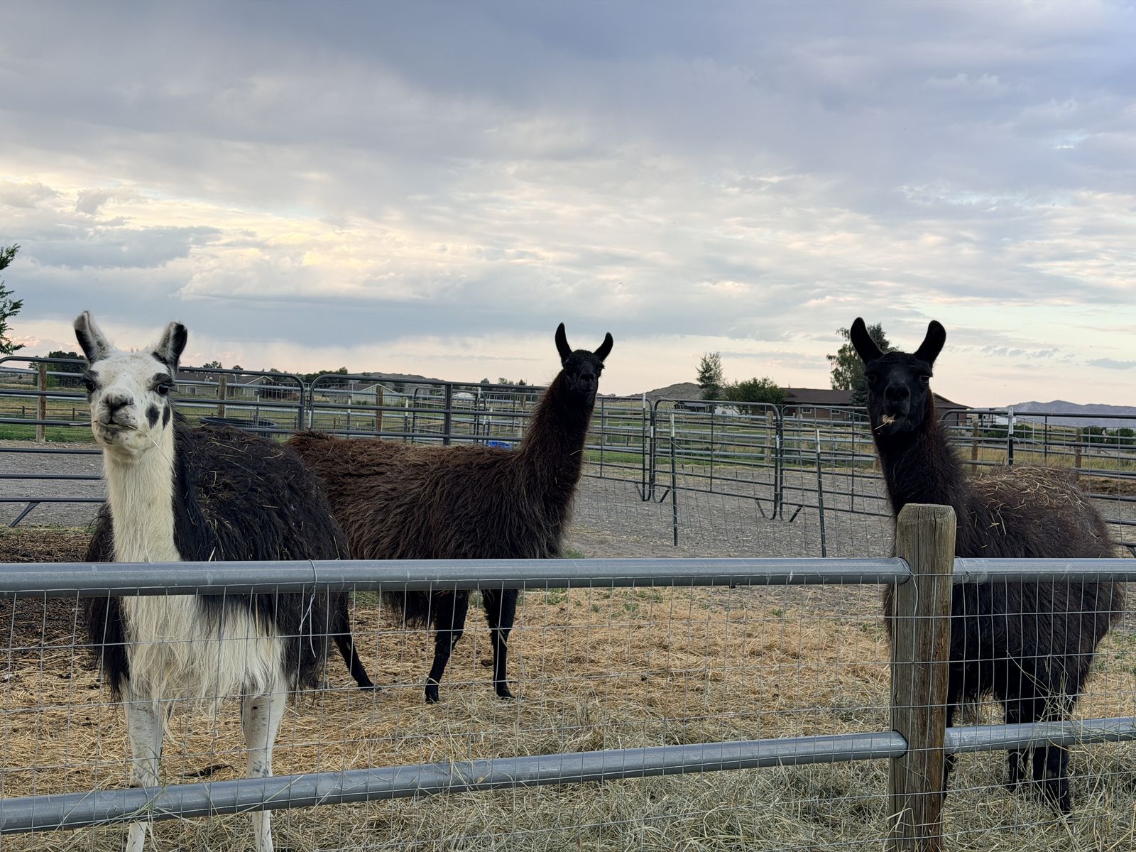Llamas for sale