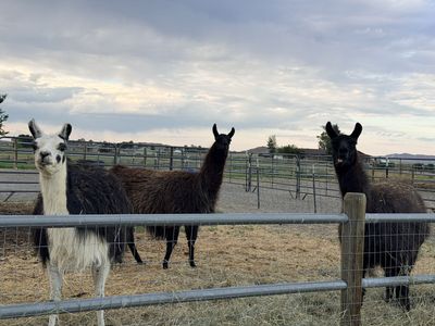 Llamas for sale