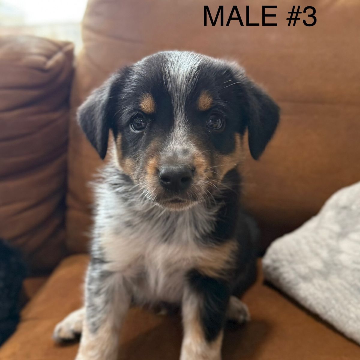 Mini Aussie Blue Heeler Puppies