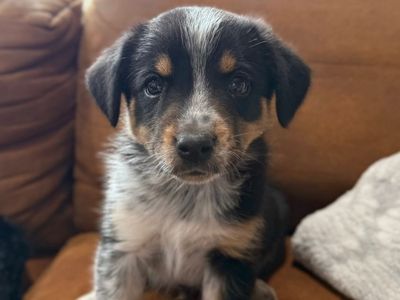 Mini Aussie Blue Heeler Puppies