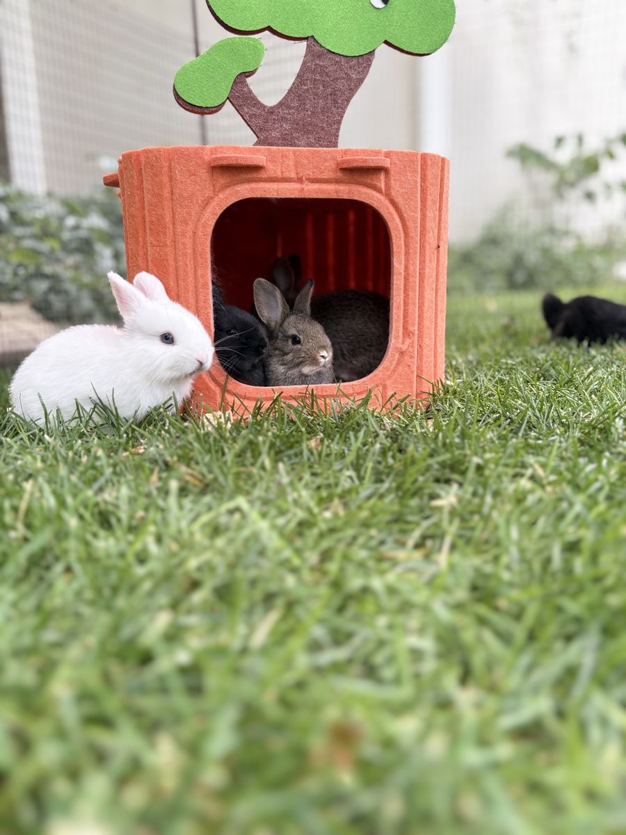 Perfectly Sweet & Adorable Netherland Dwarf mix Bunnies Available Soon! 5 Left!
