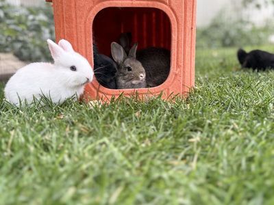 Perfectly Sweet & Adorable Netherland Dwarf mix Bunnies Available Soon! 5 Left!