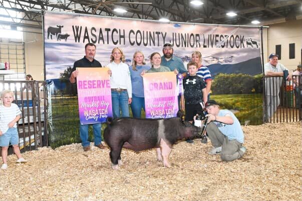 Top Quality Show Pigs For Sale