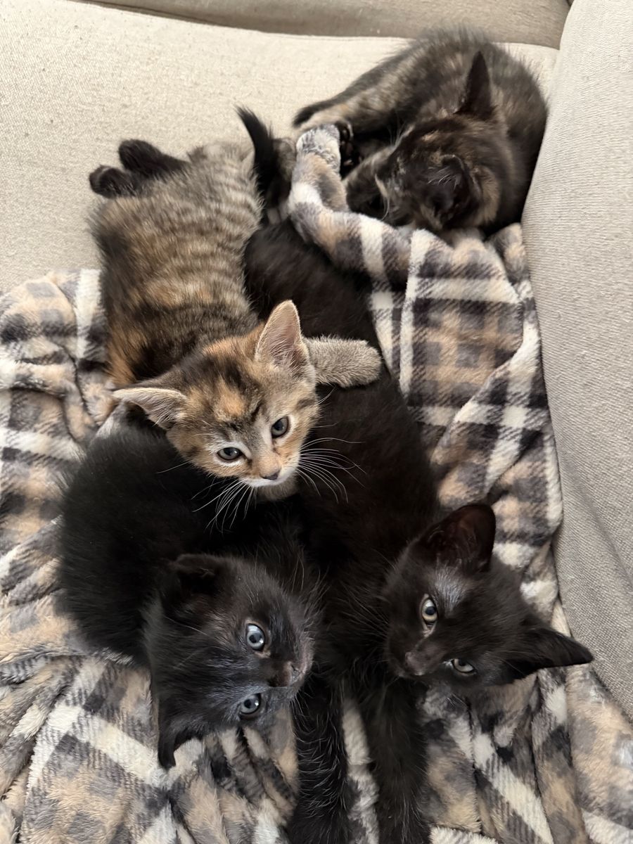 Kittens!