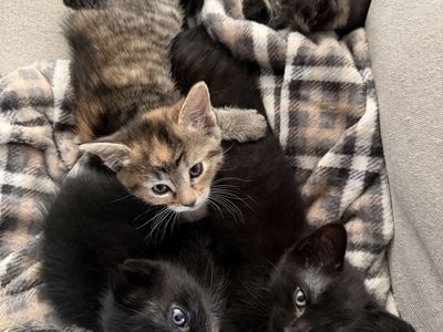 Kittens!