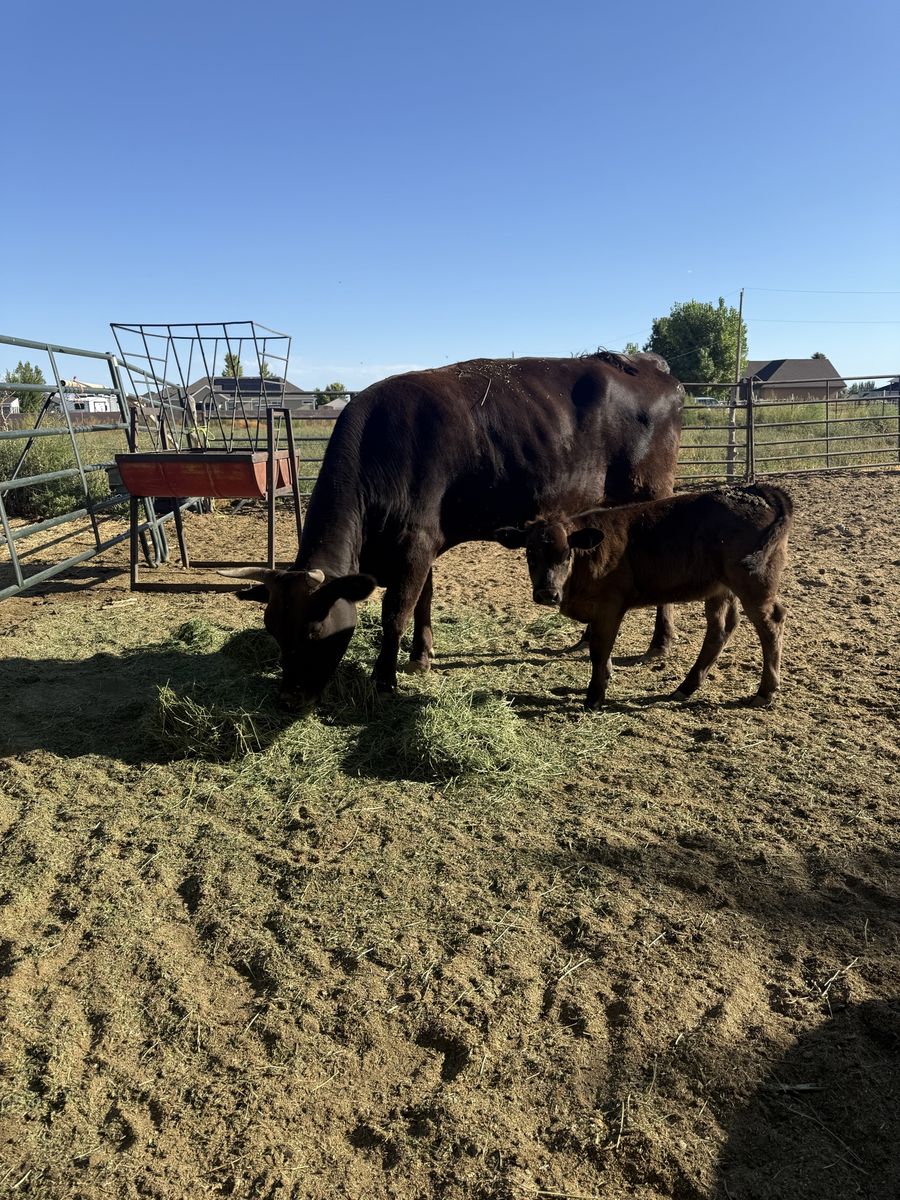 Cow and calf pair