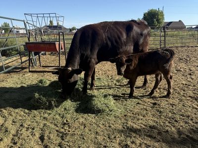 Cow and calf pair