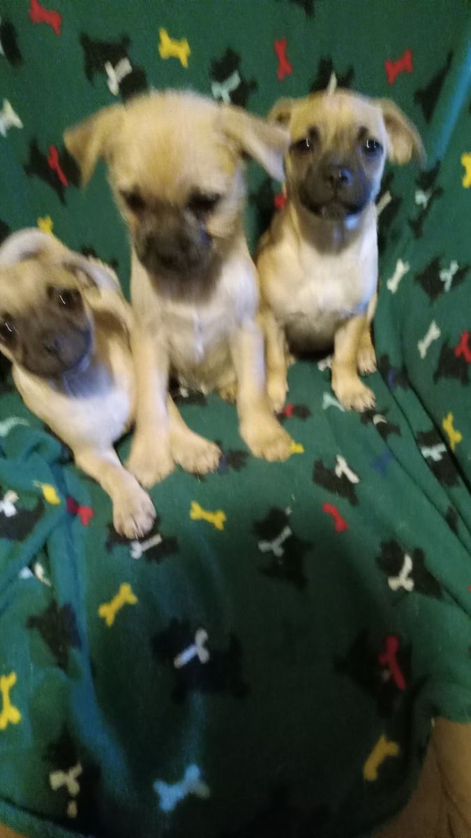 chihuahua, pug, terrier mix pups 10 weeks old