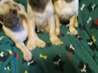 chihuahua, pug, terrier mix pups 10 weeks old