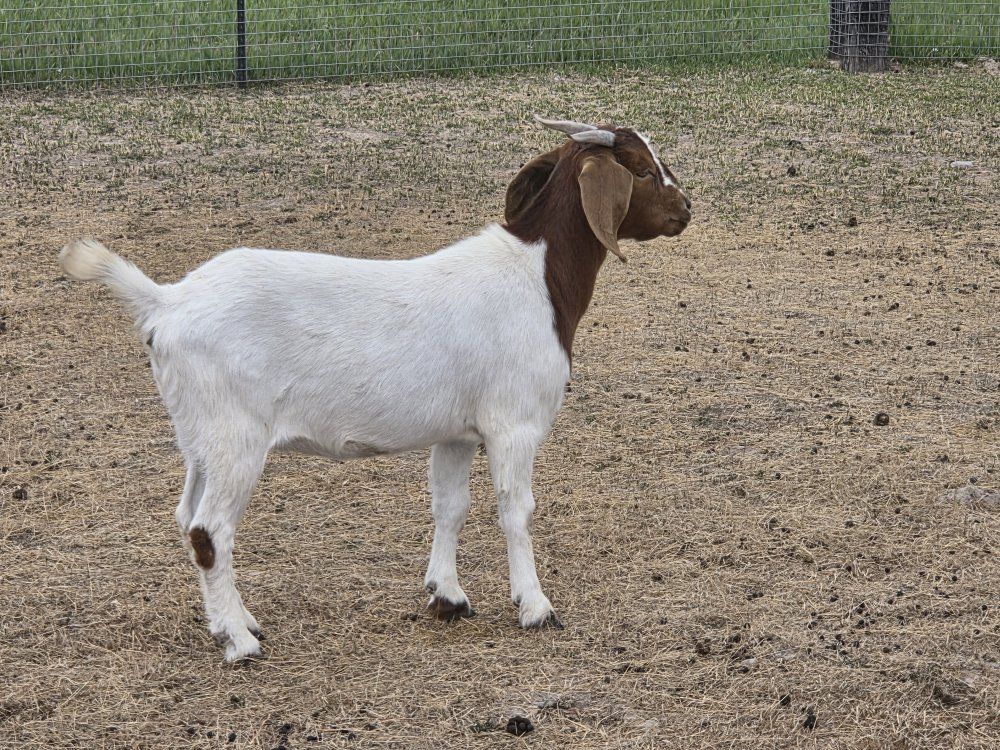one year old Boer does
