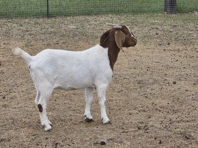 one year old Boer does