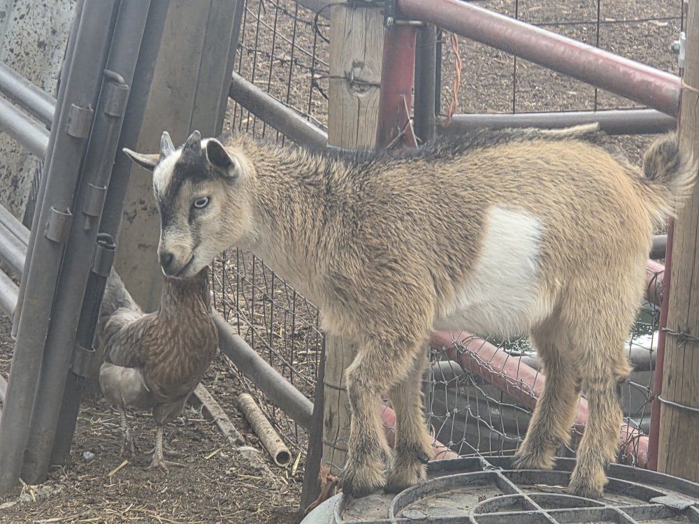 Friendly Pygmy Goat - Adorable Pet & Farm Animal