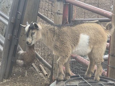 Friendly Pygmy Goat - Adorable Pet & Farm Animal