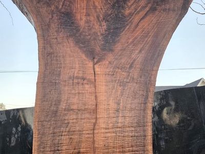 10 ft Black Walnut live edge slabs $750-$950