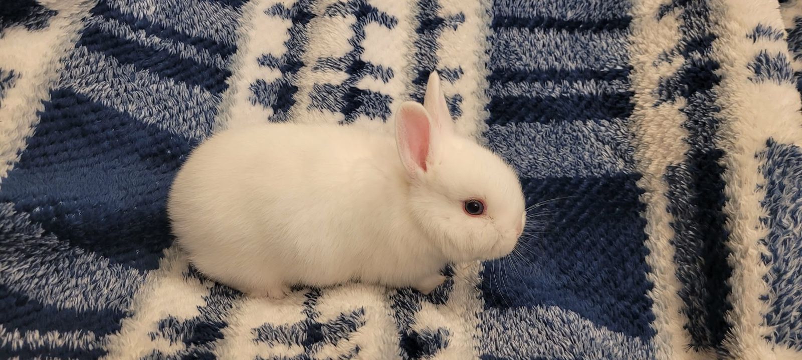 Baby White Bunny