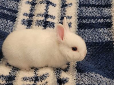 Baby White Bunny