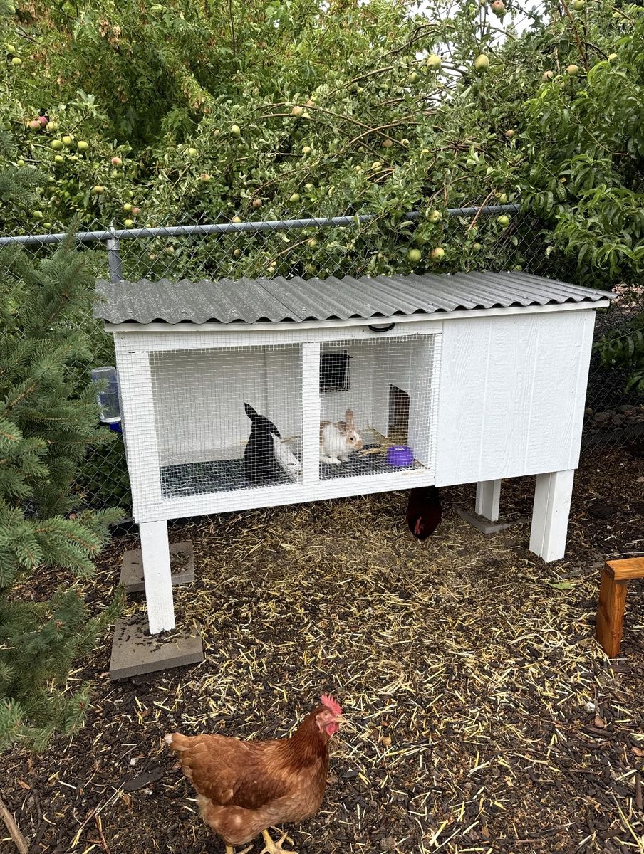 Rabbits and Custom Hutch Enclosure with Corrugated Roof