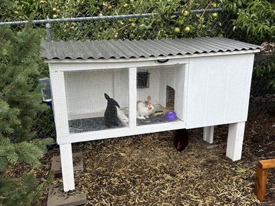 Rabbits and Custom Hutch Enclosure with Corrugated Roof