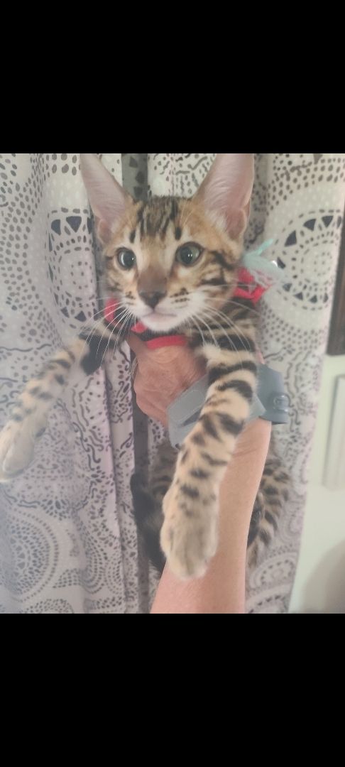 Bengal Boy !!!!!