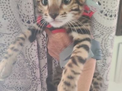 Bengal Boy !!!!!