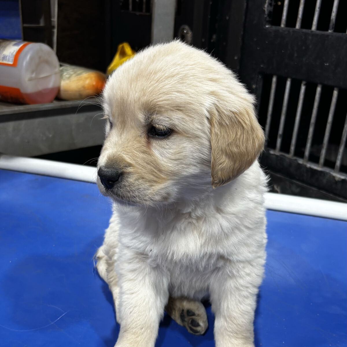 akc english cream golden retriever puppies
