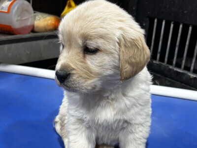 akc english cream golden retriever puppies