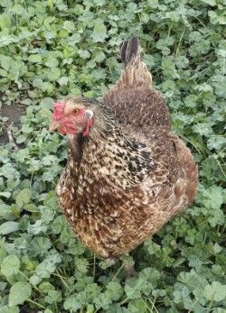 3 Year Old Hen - Meat