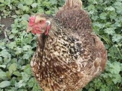 3 Year Old Hen - Meat